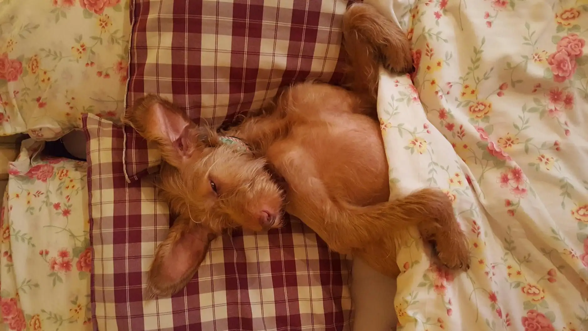 Restless dog at night: advice and the veterinary CBD framework