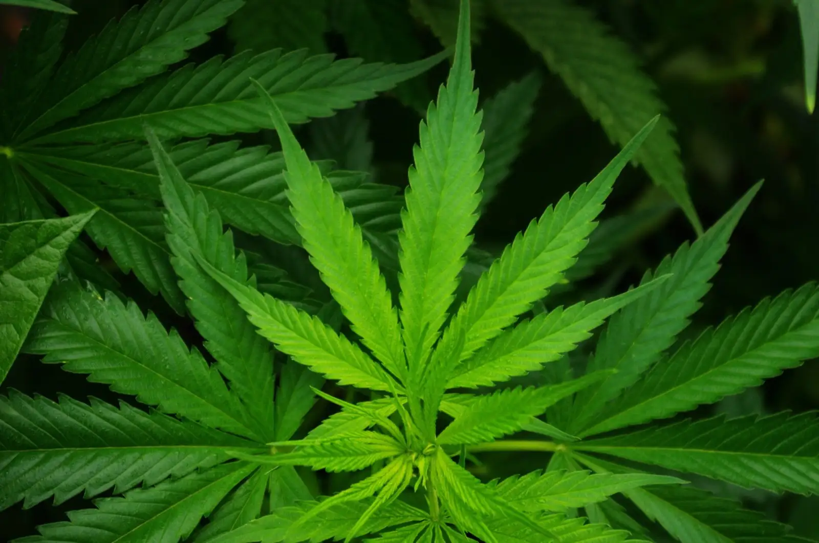 Is CBD a drug? What the law and science say