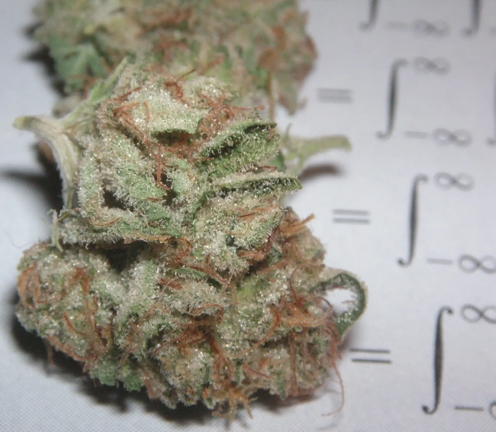 OG Kush: the story of a cult strain and its CBD versions