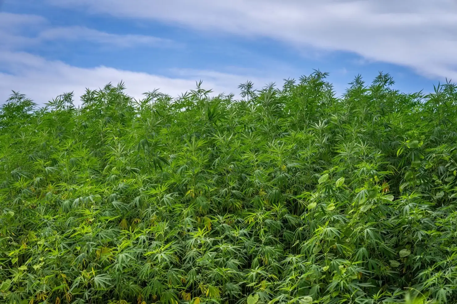 The 0.3 % THC threshold: where does it come from and will it change?