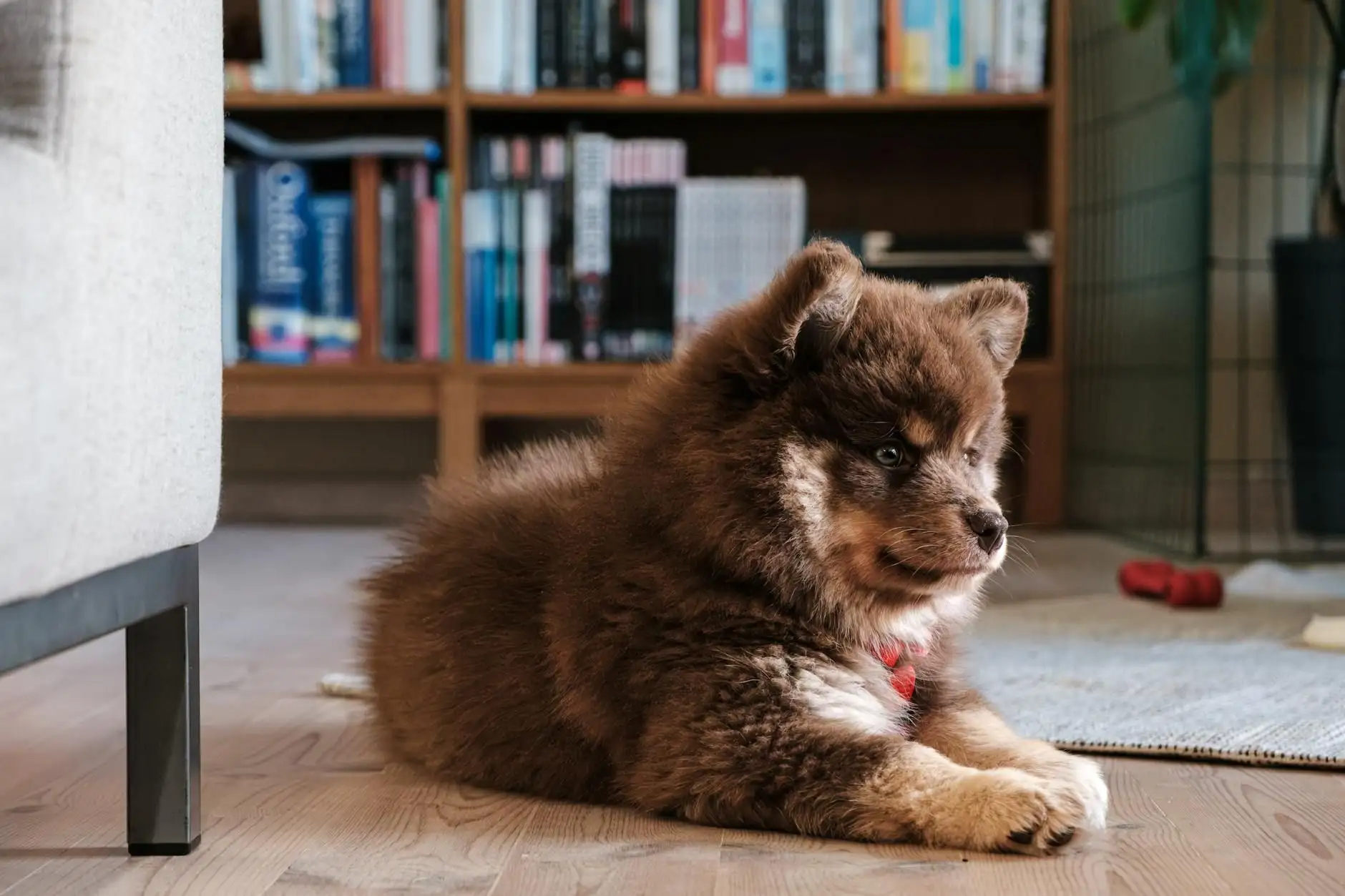 12 signs of stress in dogs: recognising them and acting