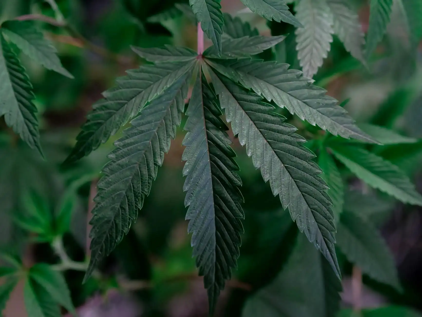 THC, delta-9, THCA, HHC: understanding cannabinoids in France