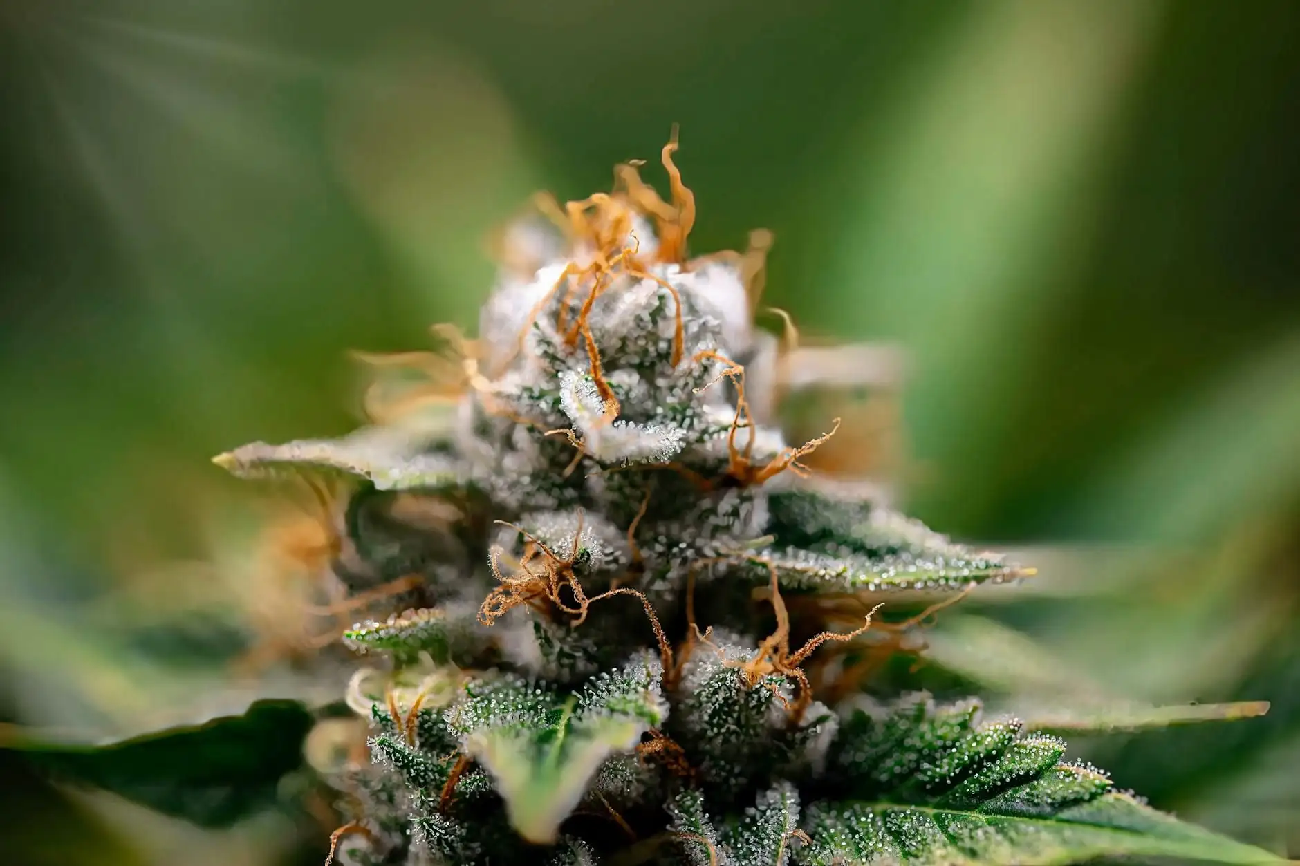 CBD abroad: the checklist before you leave