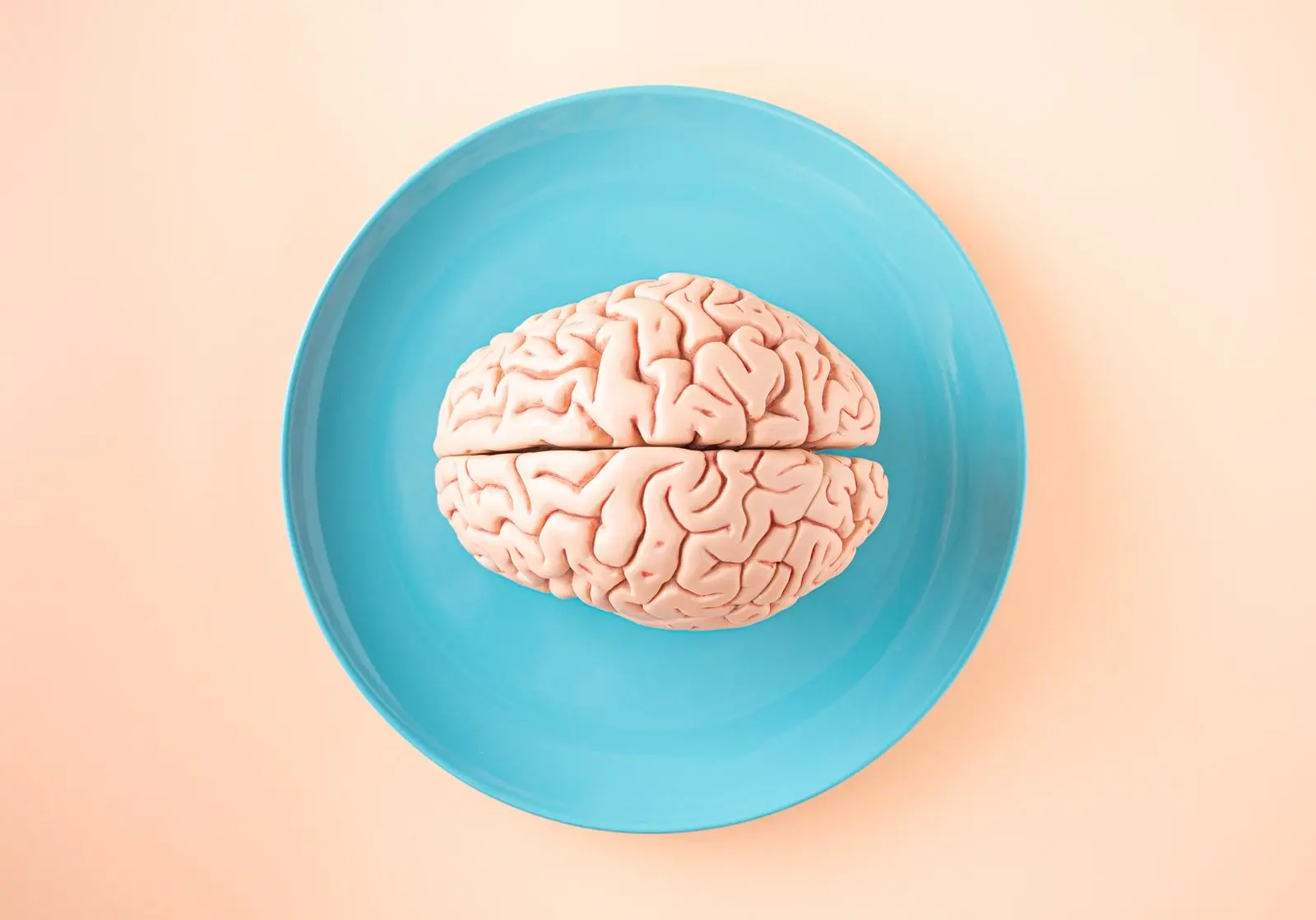 Anatomical model of a human brain on a blue plate, seen from above