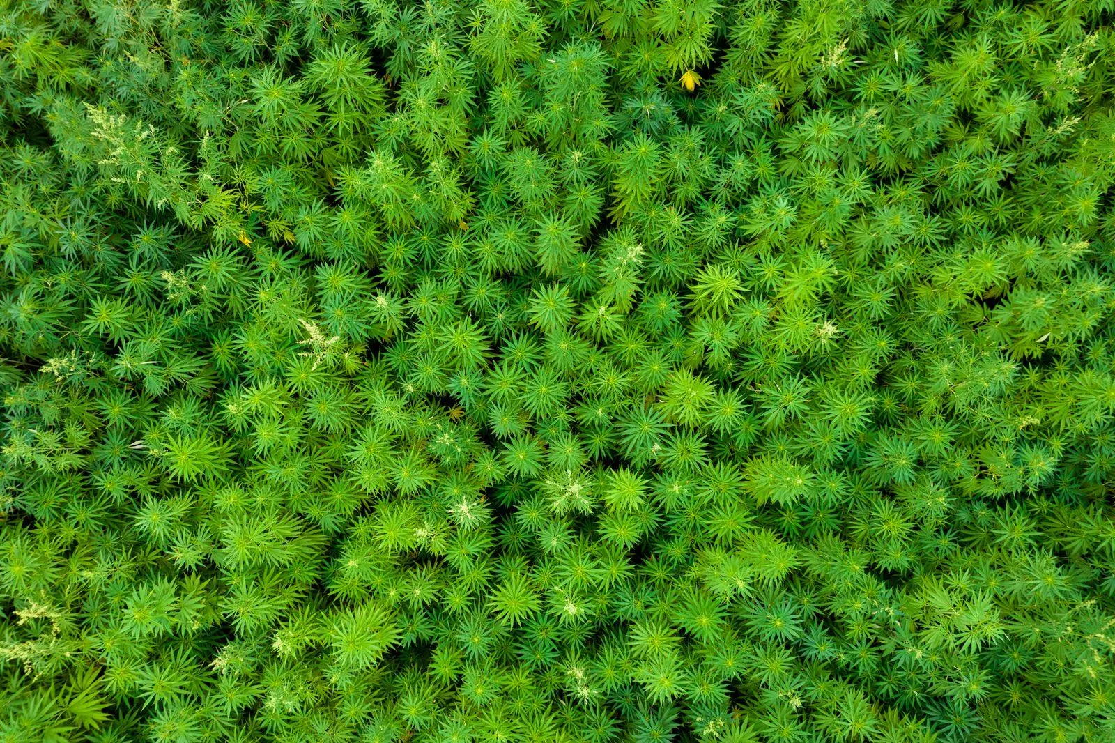 Aerial view of a hemp field with dense rows of plants, the kind of licensed crop grown for industry