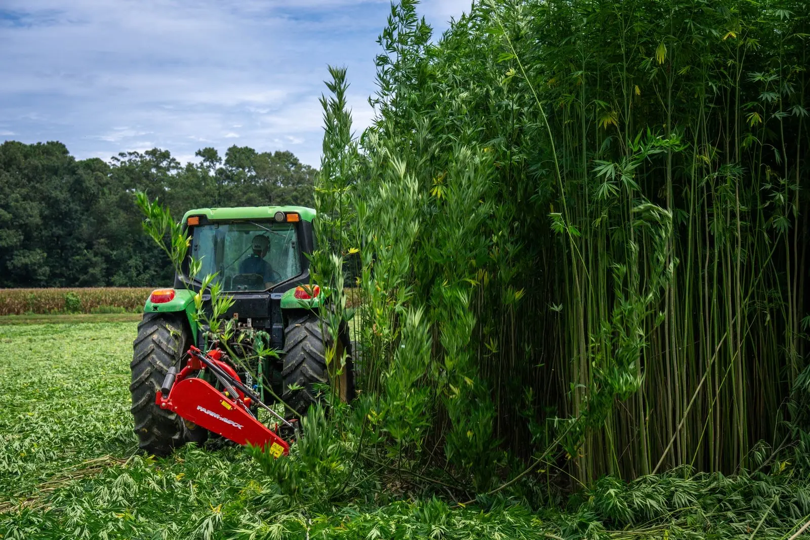 Tractor harvesting a field of industrial hemp with stalks over two metres tall