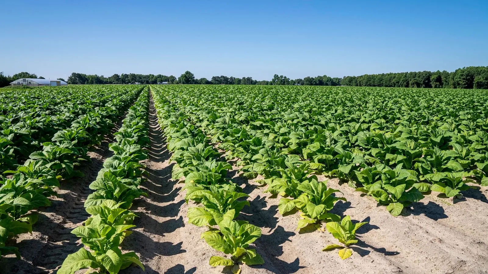 Field of tobacco plants in rows in midsummer under a blue sky