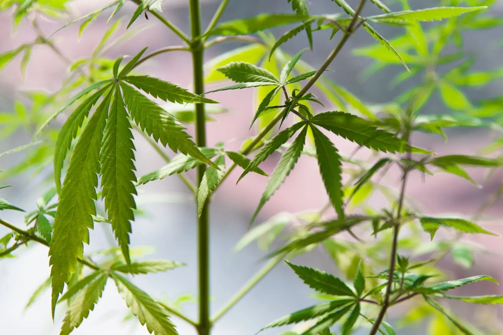 Young hemp plants growing, green leaves in natural light