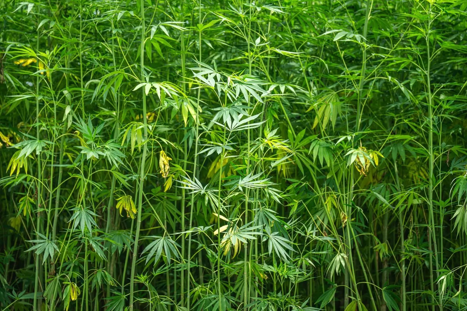 Dense stems of industrial hemp in a field in full growth, green palmate leaves