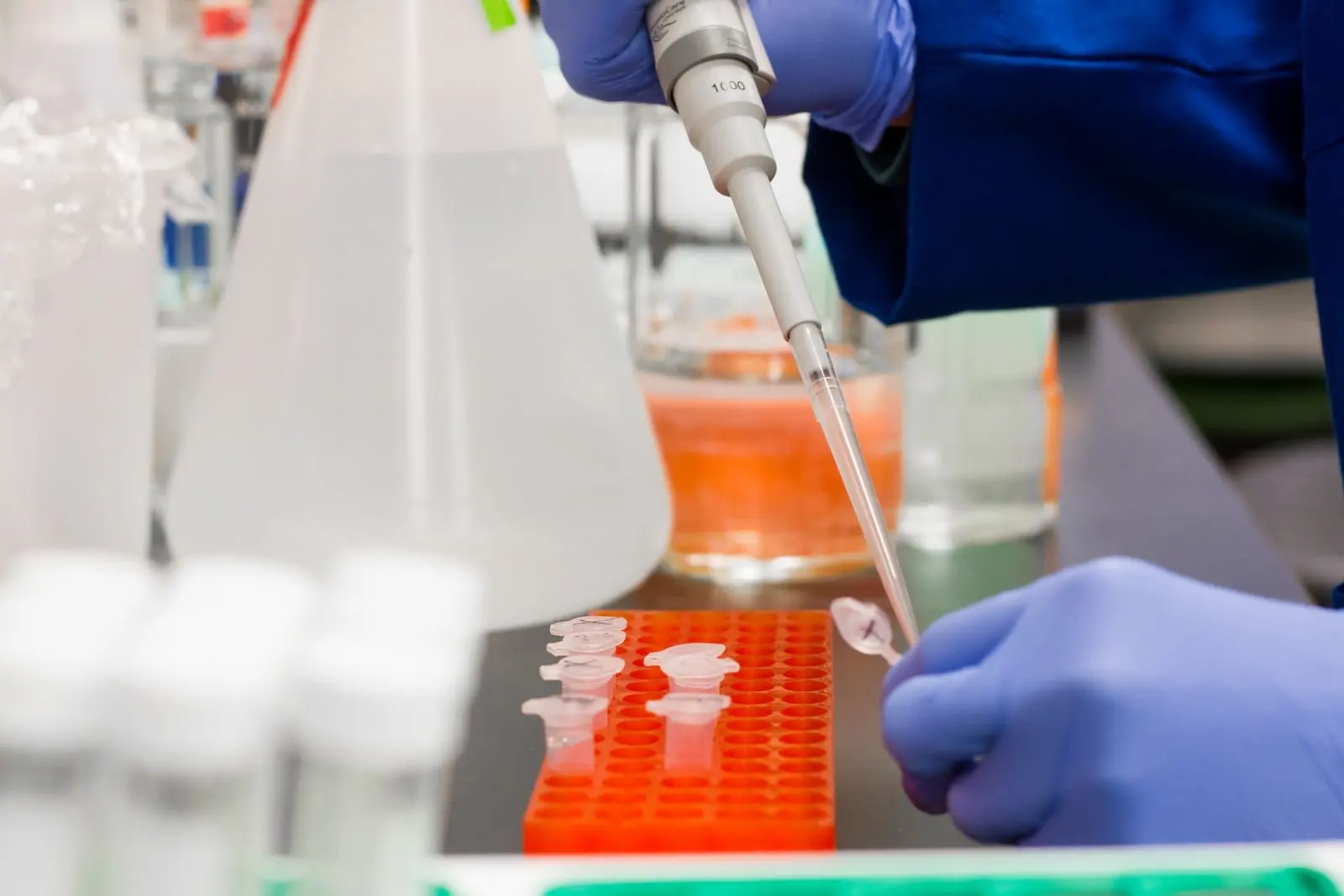 Laboratory pipette placing a sample into microtubes set in an orange rack