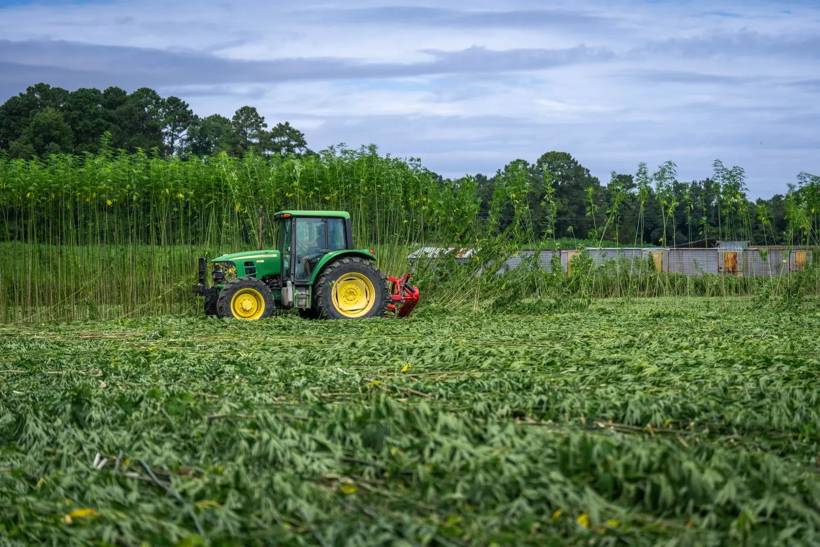 Tractor cutting a field of industrial hemp in summer, with felled stalks in the foreground