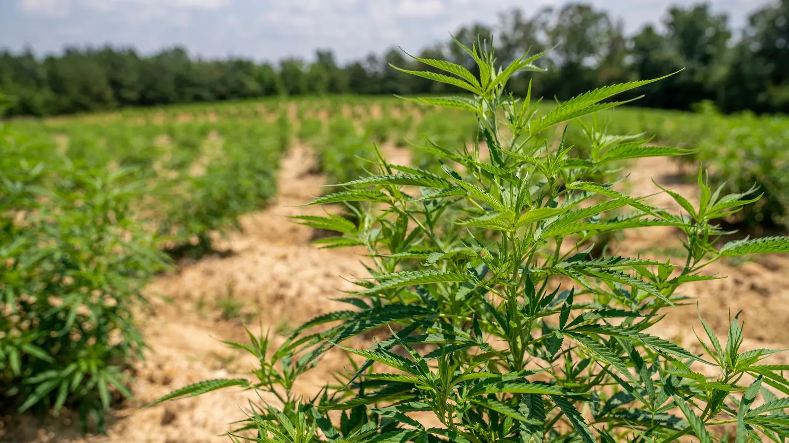 Rows of industrial hemp in high summer in a cultivated field lined with trees