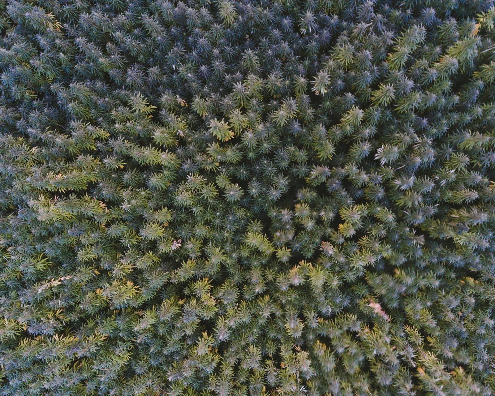Hemp field seen from directly above, the plants growing close together in open ground