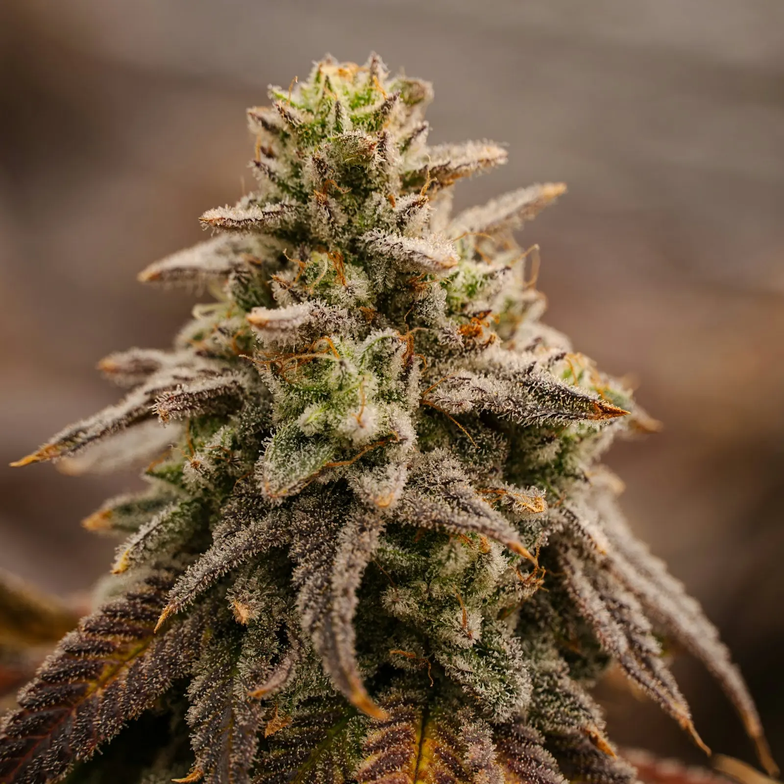 Macro shot of a hemp bud covered in white trichomes, the resin glands that are separated to make hash