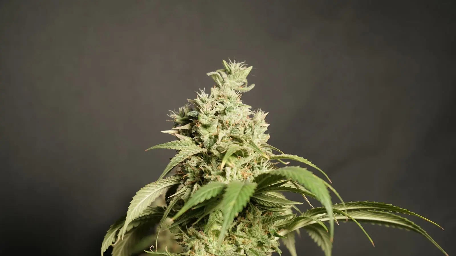 Tall hemp flower head late in flowering, covered in trichomes, against a dark background