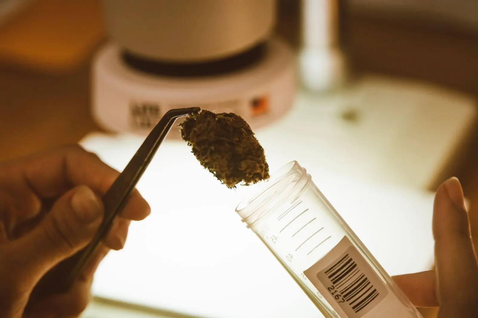 Dried hemp bud held with tweezers above a labelled sample tube in a laboratory