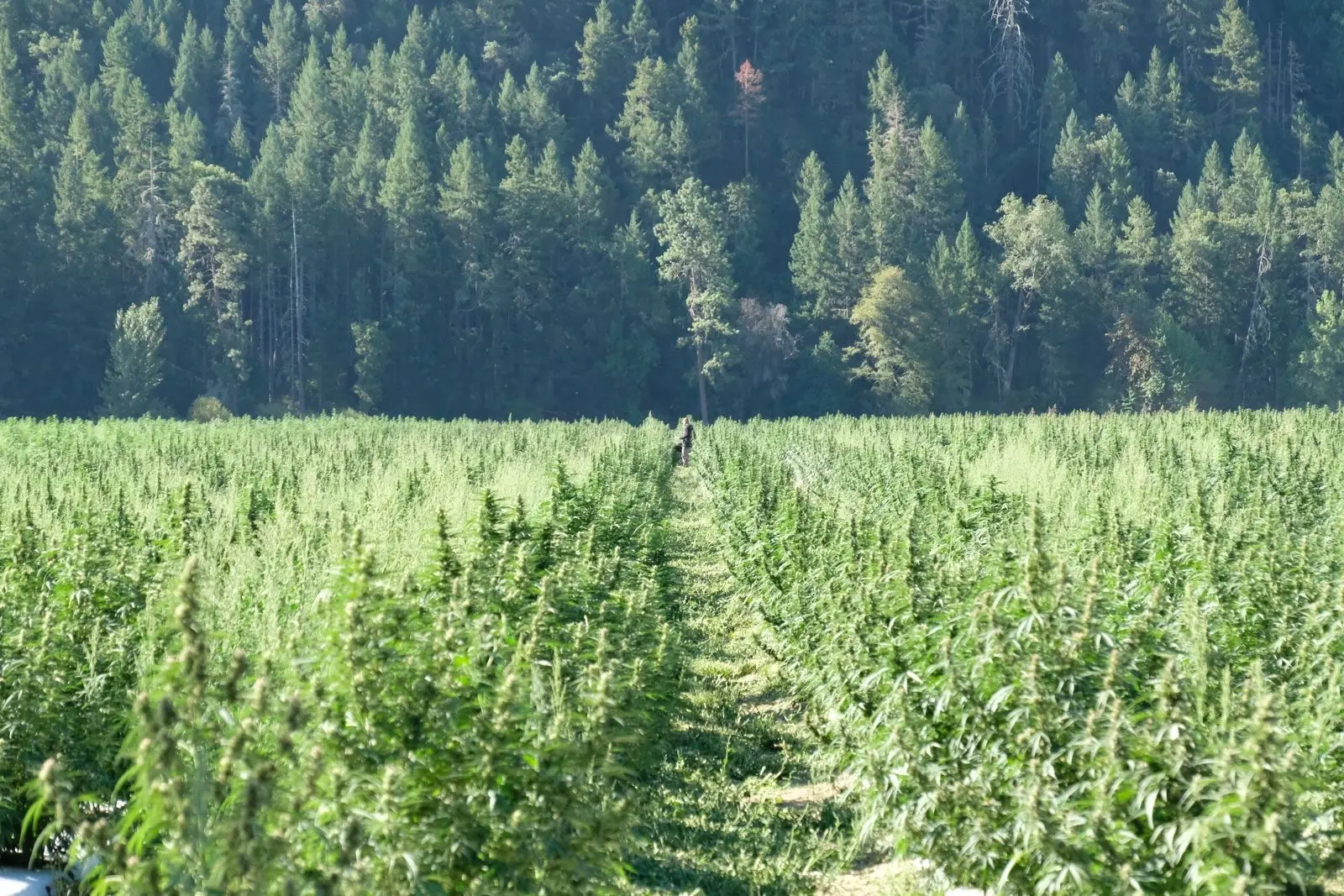 A hemp field in full growth, bordered by a conifer forest