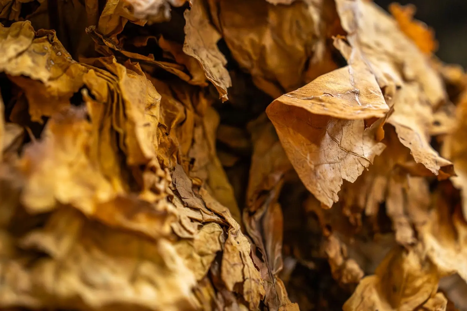 Close-up of dried tobacco leaves, crumpled and golden