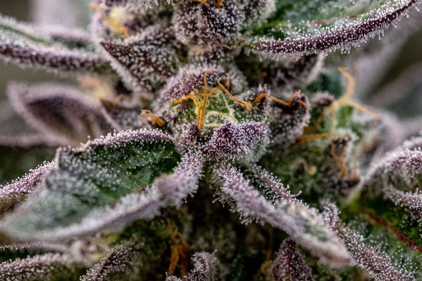 Macro shot of a cannabis bud with purple-tinged leaves covered in frosty trichomes, the colourful look of the Gelato line