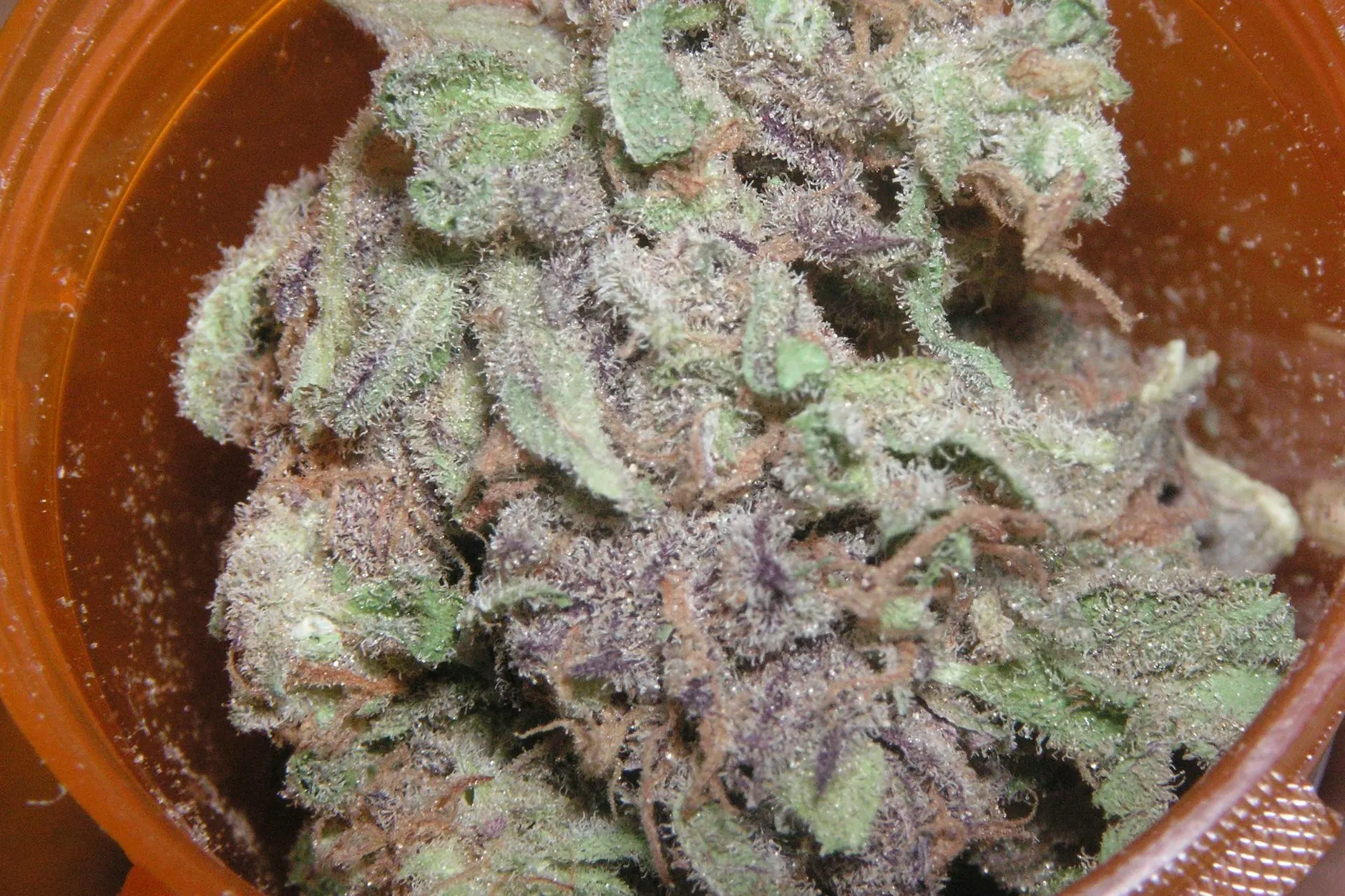 Cannabis heads with purple tints and white trichomes, in a jar; illustration photo.