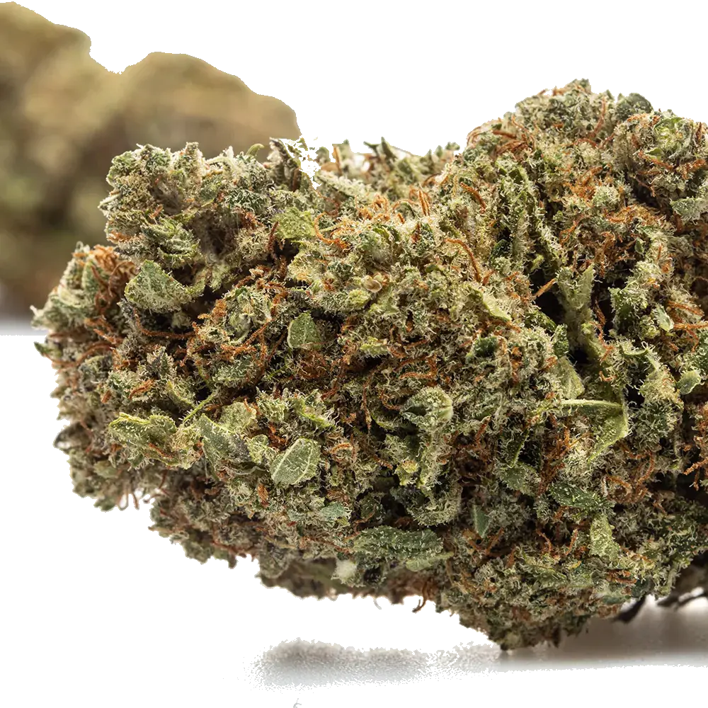 Blueberry - miniature 3