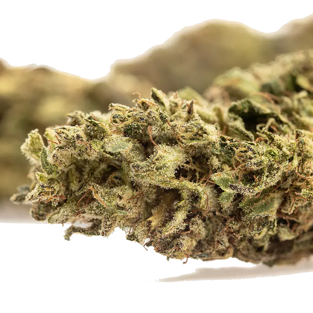 Lemon Zest - miniature 4