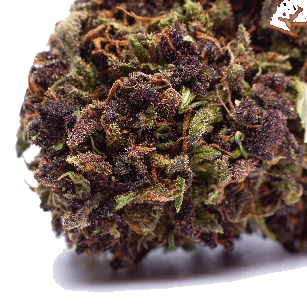 Purple Haze - miniature 2