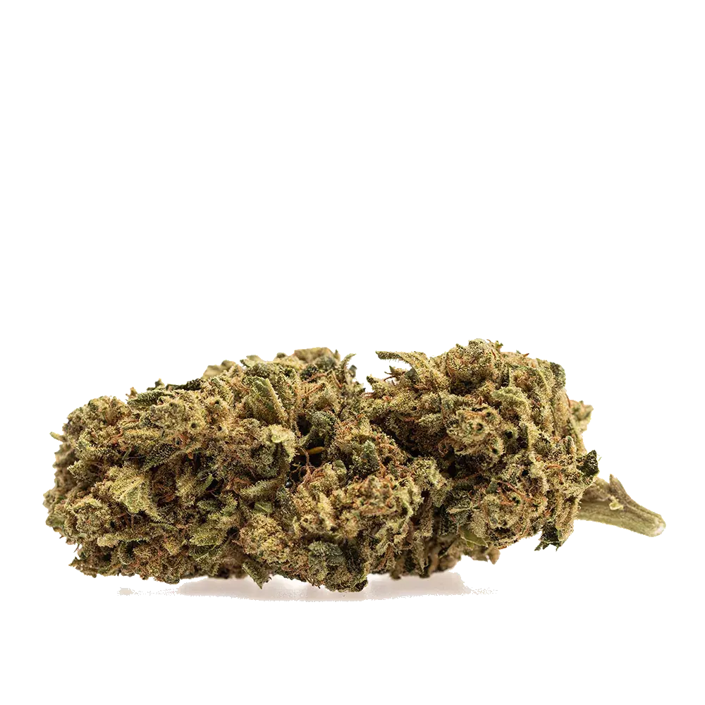 Skunk - miniature 2