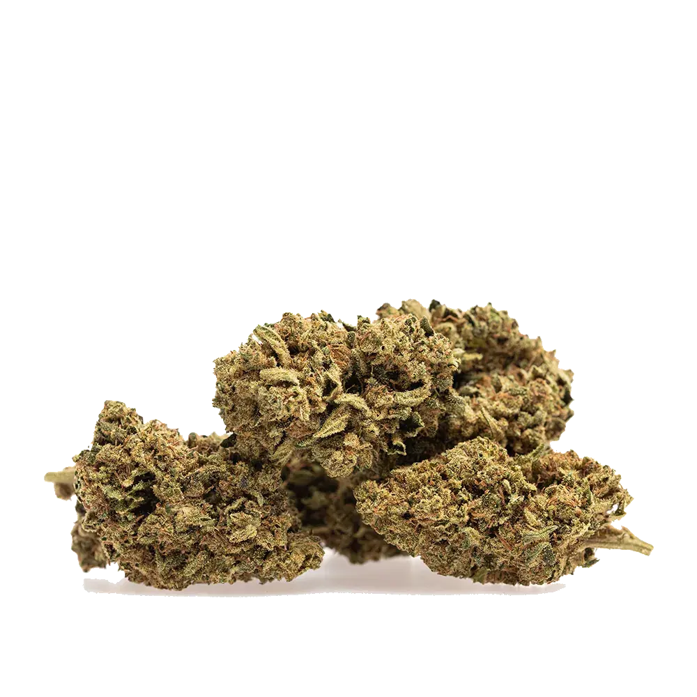 Skunk - miniature 3