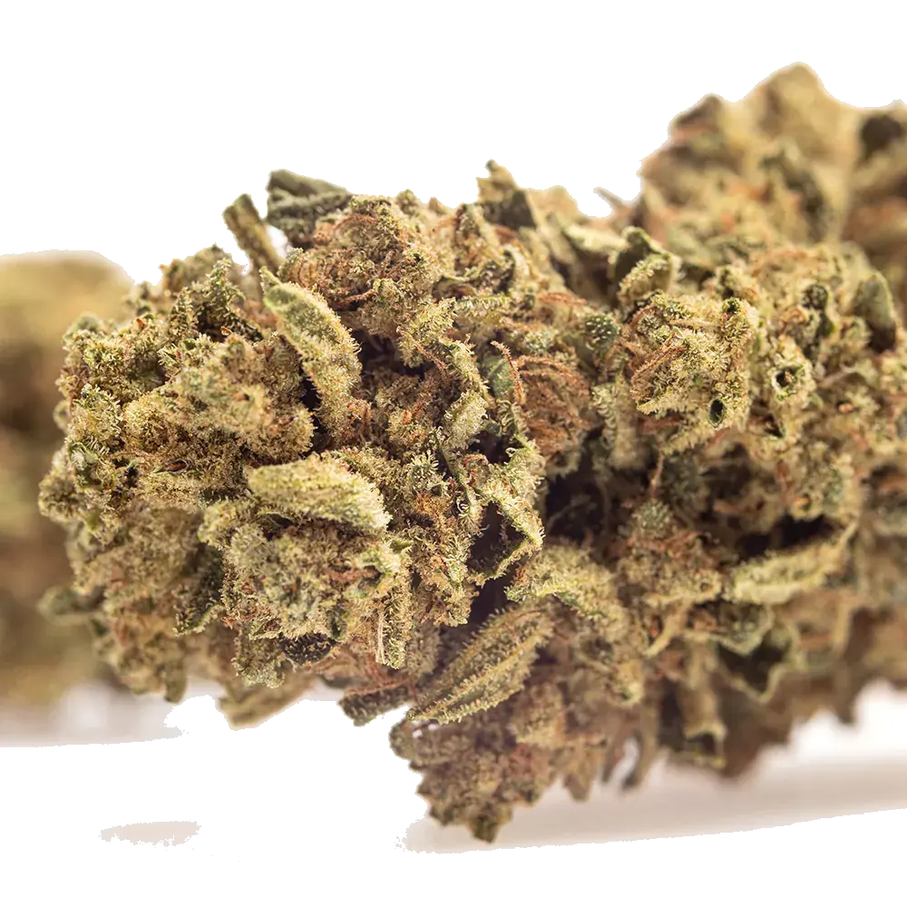 Skunk - miniature 4