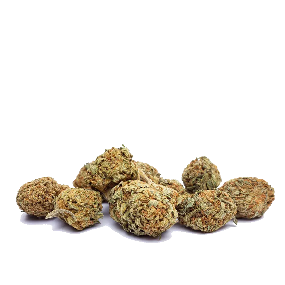 White Widow - miniature 3