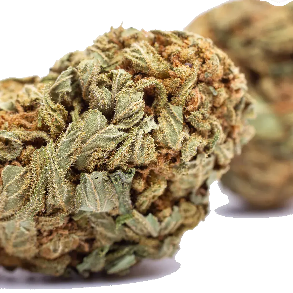 White Widow - miniature 4