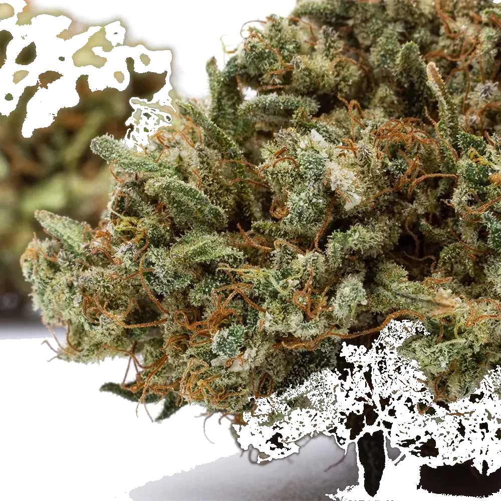 Kosher Kush - miniature 4