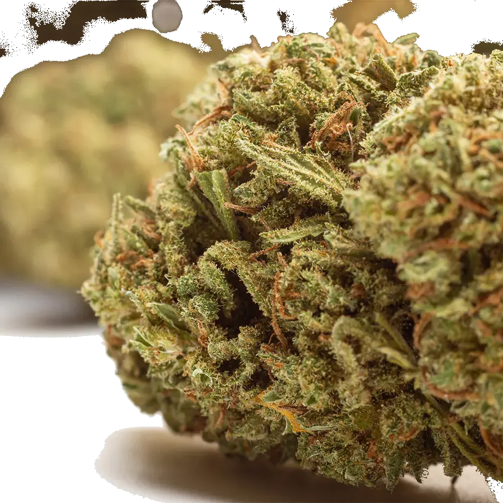 NYC Diesel - miniature 3