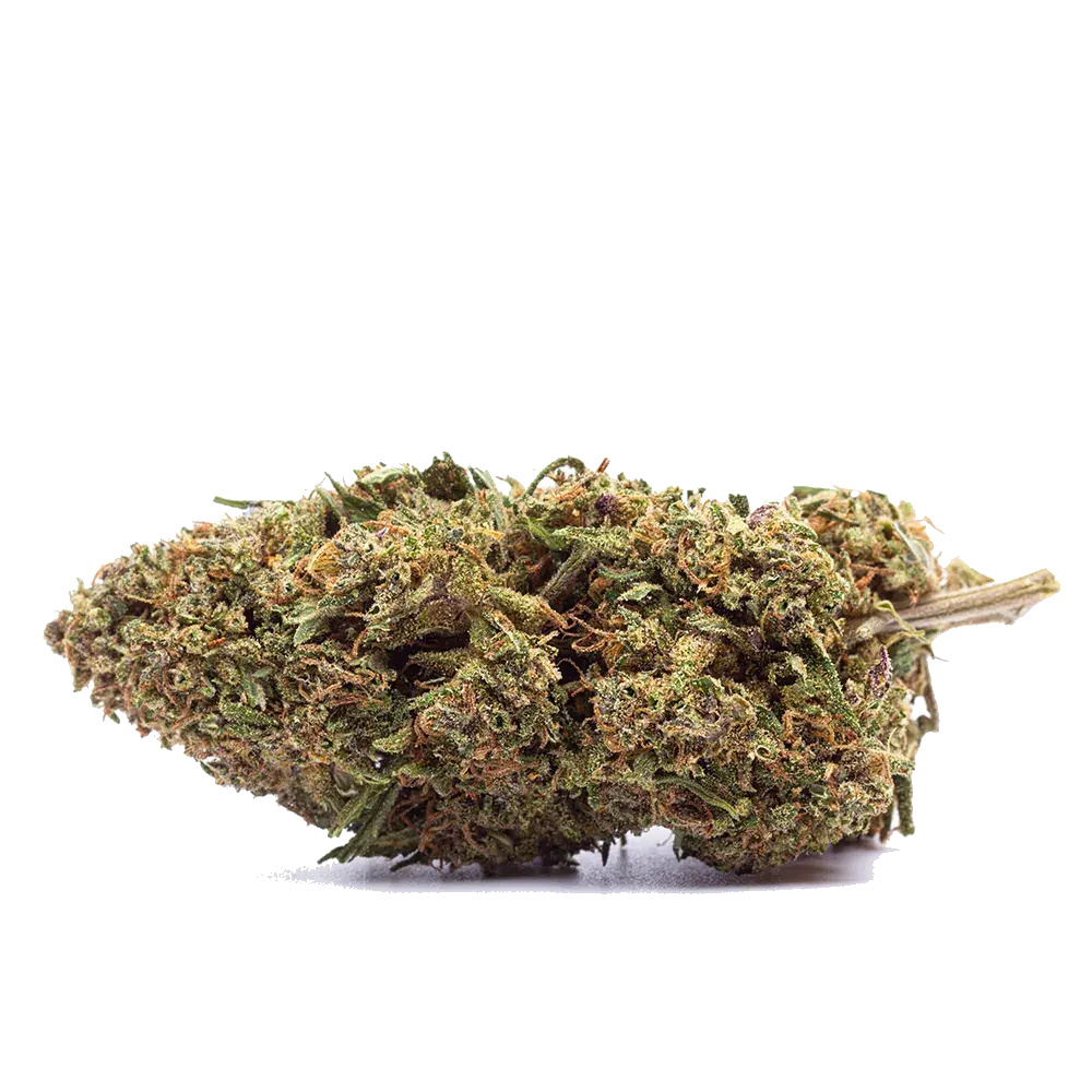 Orange Bud