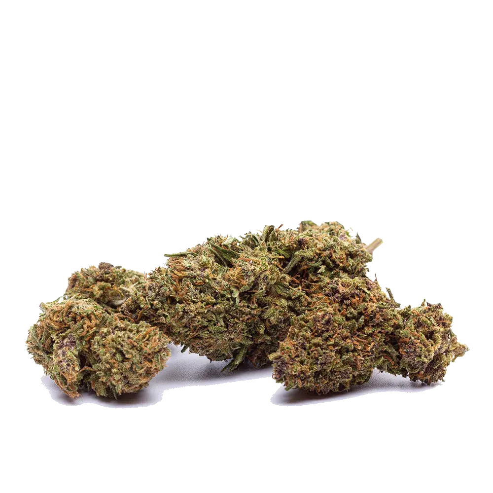 Orange Bud - miniature 3