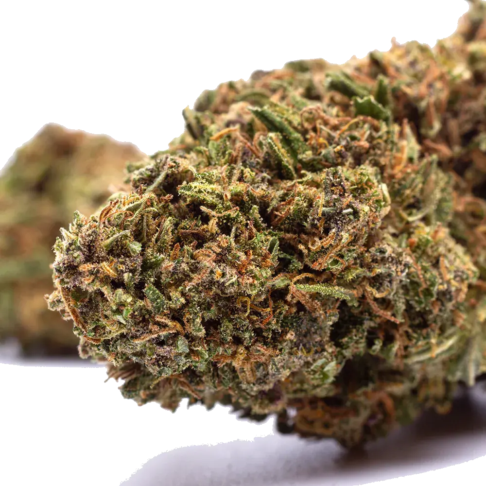 Orange Bud - miniature 4