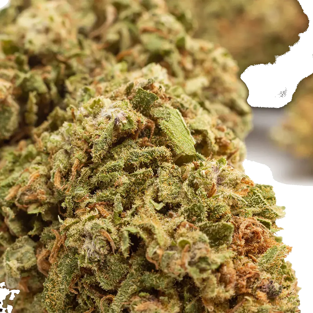 Watermelon - miniature 4