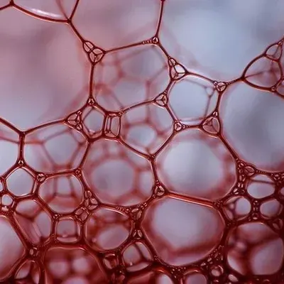 Réseau de bulles carmin vu au macroscope