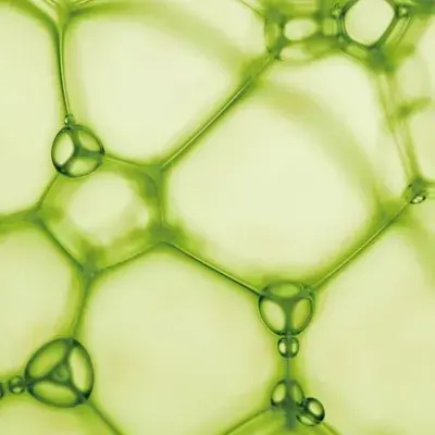 Réseau de bulles vertes aux parois hexagonales