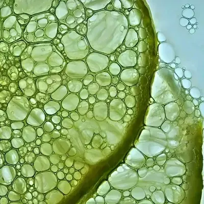 Coupe d’agrume au macroscope, cellules gorgées de jus