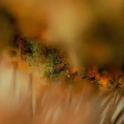 Trichomes d’une inflorescence de chanvre, macrophotographie
