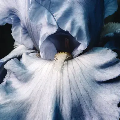 Pétales d’un iris bleu en gros plan