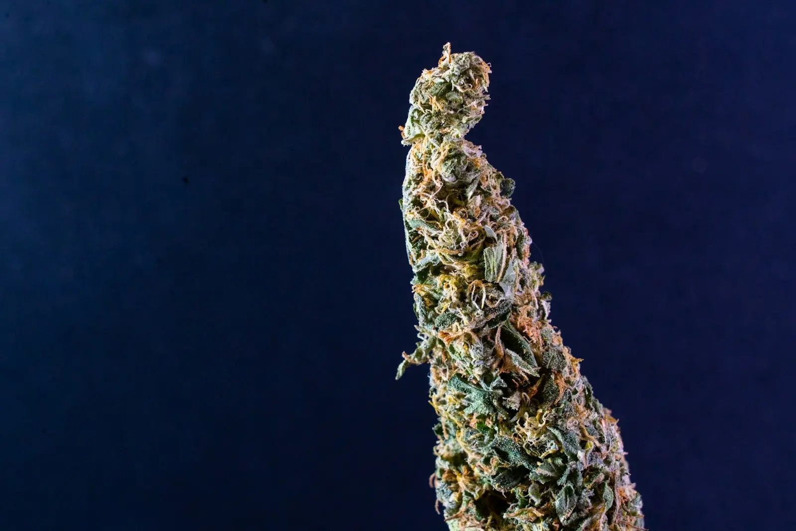 Macro shot of an upright dried hemp bud on a navy background, covered in orange pistils and trichomes, the glands where the plant makes its cannabinoids
