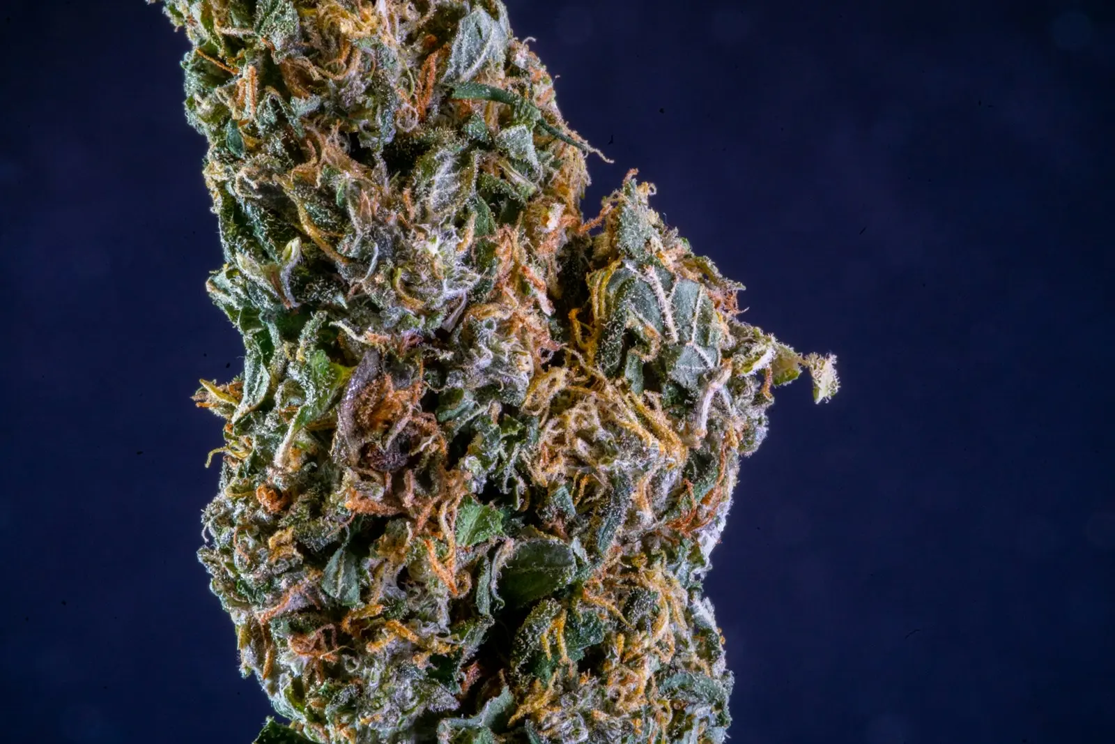 Macro shot of a dried hemp bud on a dark blue background, covered in orange pistils and trichomes