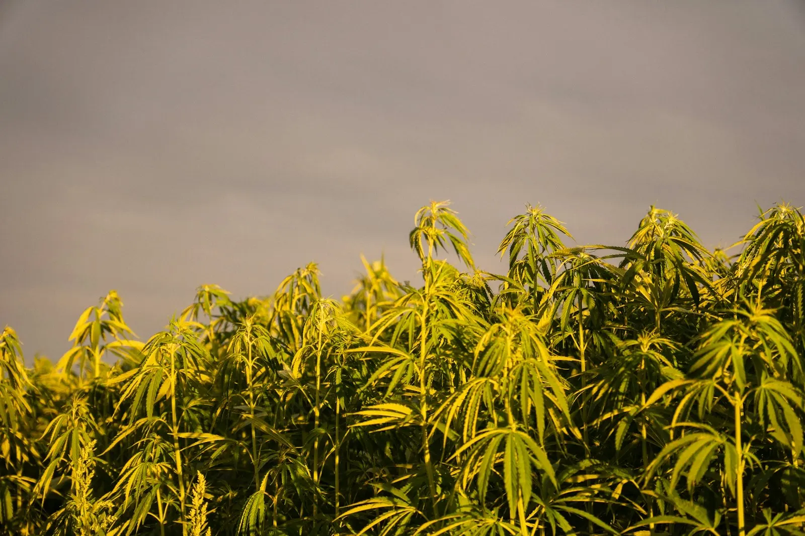 Young hemp plants in a field in late-day light, under a grey sky