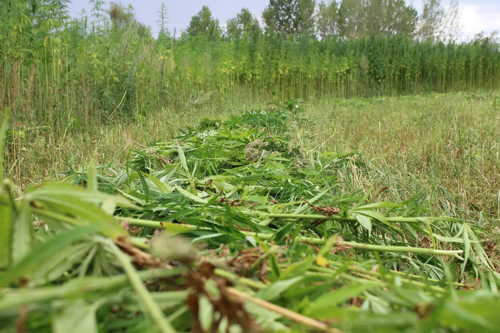 Cut hemp stems lying in a swath in a field after harvest, in front of a plot still standing