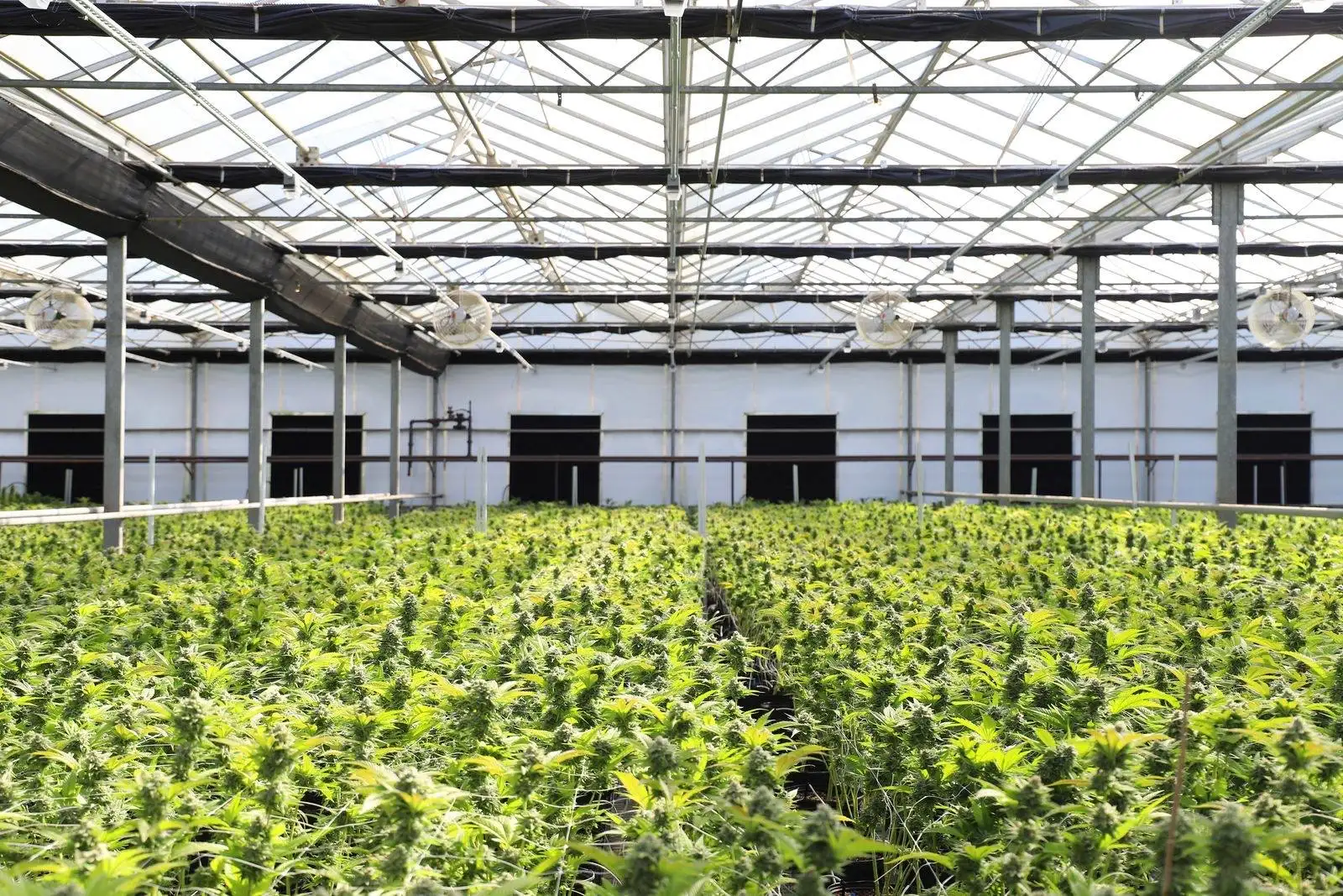 CBD flowers in Italy: the 2025 ban before the EU Court