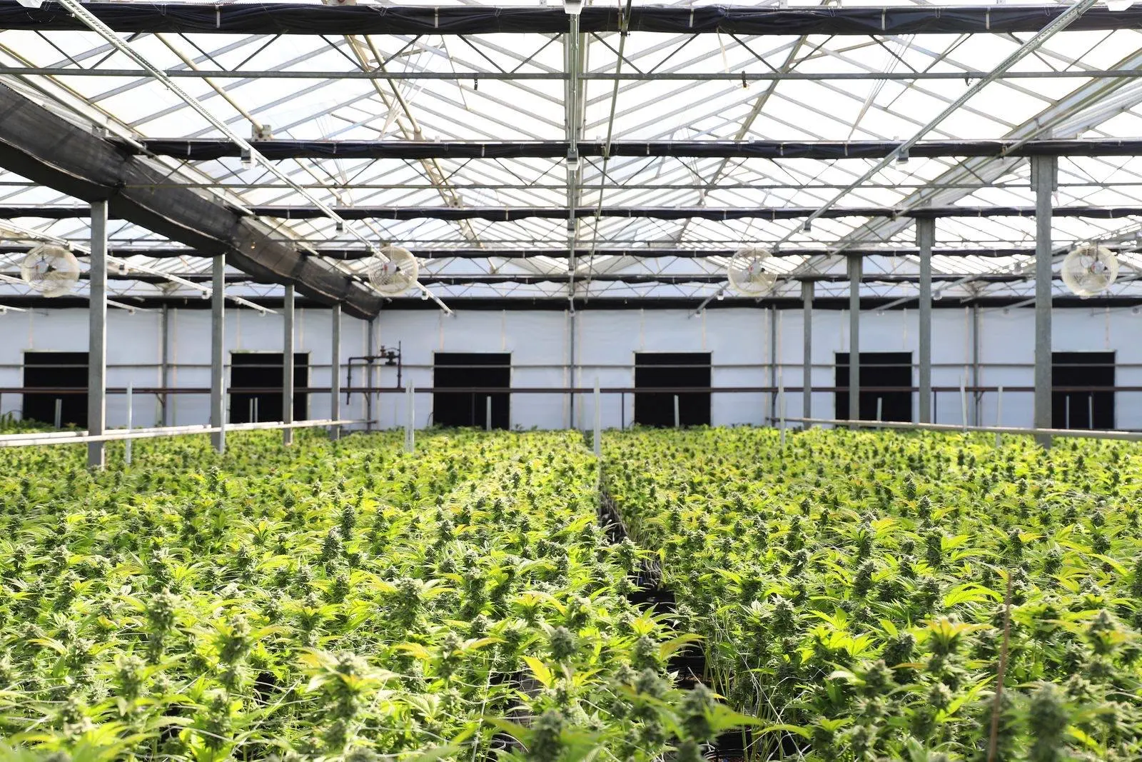 Greenhouse growing flowering hemp, rows of plants under a glass roof