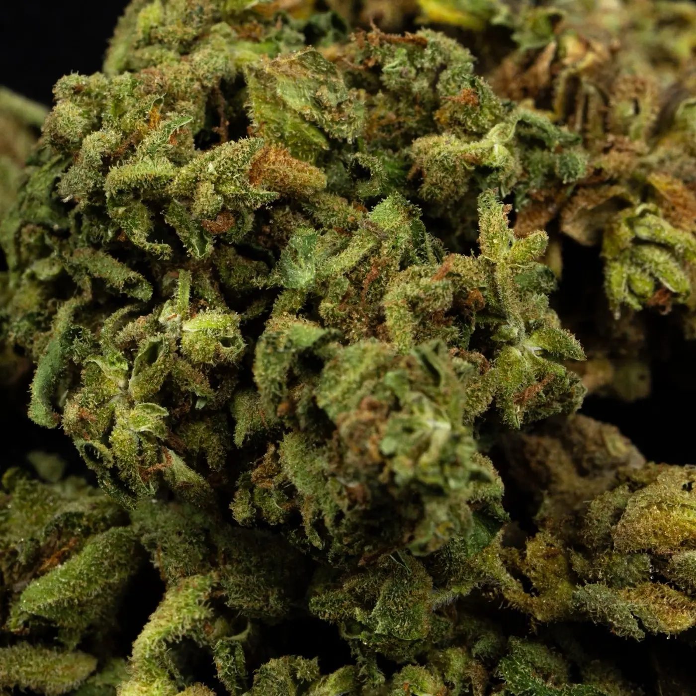 Close-up of a dense dried hemp flower covered in trichomes, the material resin is made from